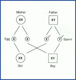 Sex Linked Genes Cell Division And Genetics Review