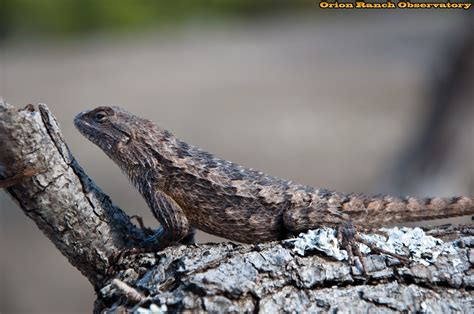 Texas Spiny Lizard