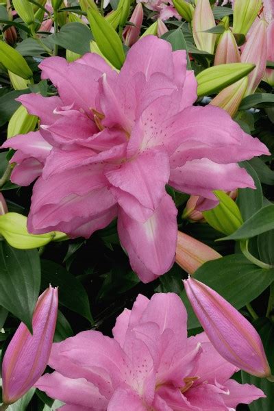 Lotus ® (Or. double) lily bulbs | Lets grow me