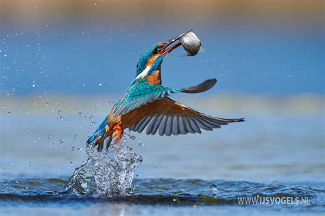 Protocol Gebruik Endoscoop Bij Ijsvogelonderzoek Ijsvogels Nl