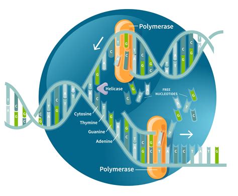 Dna Replication Ancestrydna® Learning Hub