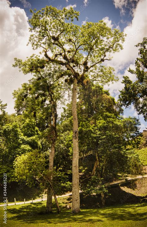 A Tall Ceiba Tree Guatemala S National Tree In Tikal National Park