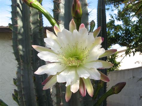 Cereus Cactus Flower – Verna and Bob's Weblog