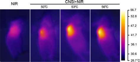 IR Thermal Images Of Tumor Bearing Mice Under NIR Irradiation