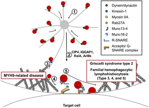 Fusion And Exocytosis Of Lytic Granules During Nk Cell Mediated