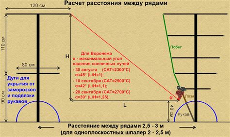 На каком расстоянии сажать виноград друг от друга