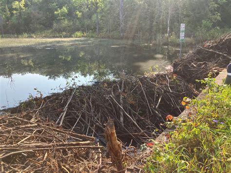 Beaver Dam Removal 🌿🦫 — Municipality of Marmora and Lake