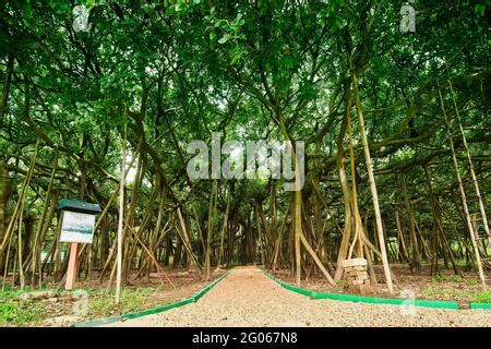 Great Banyan Tree Ficus Benghalensis Acharya Jagadish Chandra Bose