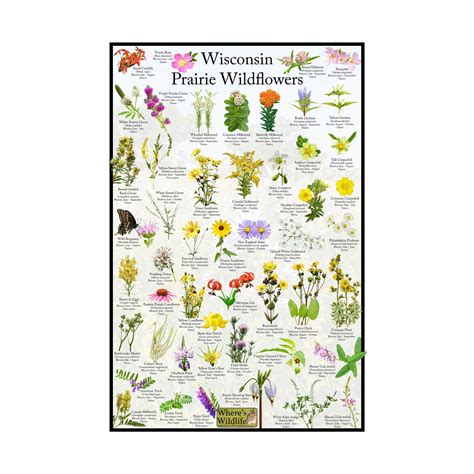 Wisconsin Prairie Wildflower Field Guide Flower Identification Poster