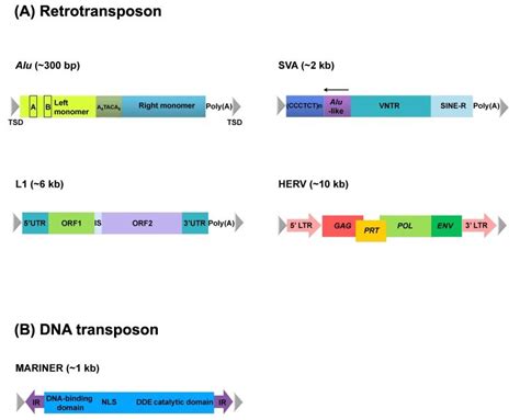 Structures of transposable elements. These elements could be ...