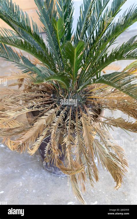 Sago Palm Fungus And Disease