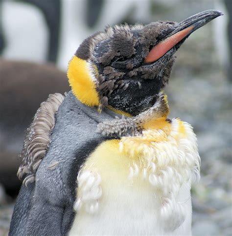 King Penguin Photo Gallery – Be Your Own Birder