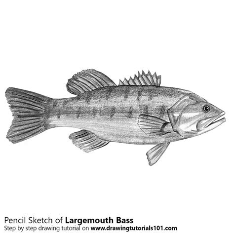 Largemouth Bass Pencil Drawing How To Sketch Largemouth Bass Using Pencils