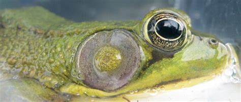 Frogs Change Sex Even In Natural Settings The Wildlife Society