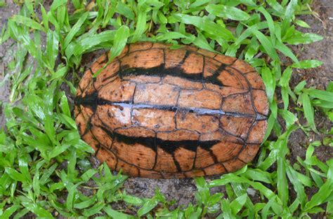 Cuora trifasciata | Cuora Conservation Center