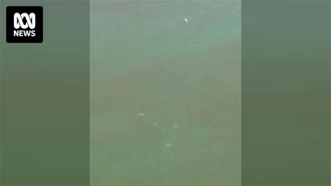 Bull sharks spotted in Brisbane River - ABC News