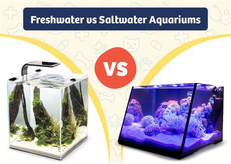 Freshwater Vs Saltwater Aquariums 2025 Review Pros And Cons Pangovet