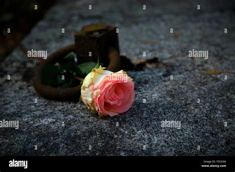 Pink Rose Lying On Tombstone Stock Photo Alamy