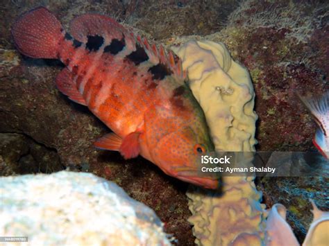 Red Sea Fish Stock Photo Download Image Now Animals In The Wild