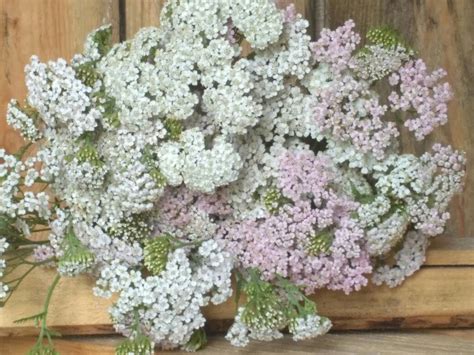 Тысячелистник обыкновенный #тысячелистник #лето #полевыецветы | Полевые ...
