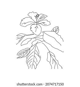 Hibiskus Flower Leaves Line Art Style Stock Vector Royalty Free