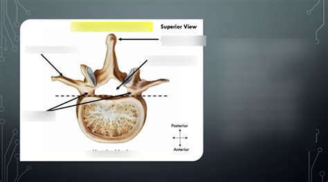 Vertebral Anatomy #2 Diagram | Quizlet