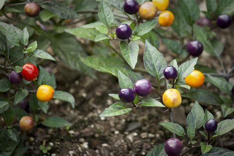 Pin By Rose Jhonson On Gardening Veg Garden Capsicum Annuum