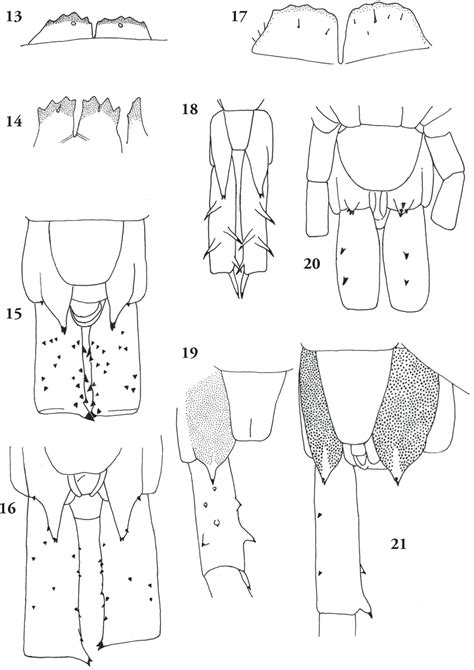 Figure From A Key And Annotated List Of The Scolopendra Species