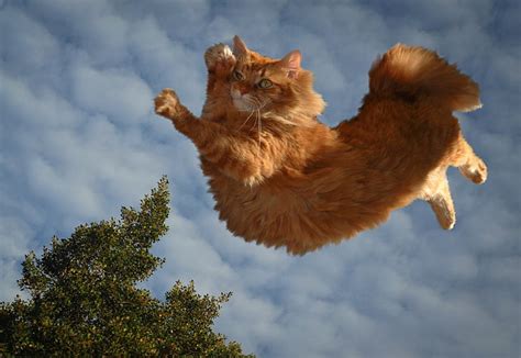 Nubes Gato Rojo Gato Parkour Fondo De Pantalla Hd Wallpaperbetter