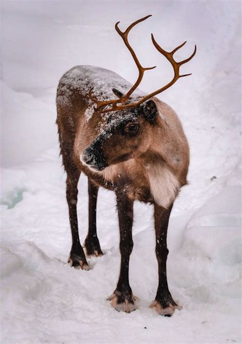 400 Best Reindeer Photos · 100 Free Download · Pexels Stock Photos