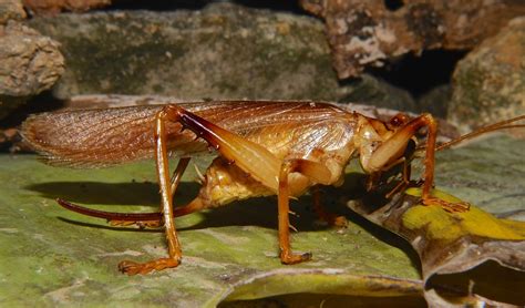 Female Raspy Cricket Hadrogryllacris Sp Gryllacrididae Air Flickr