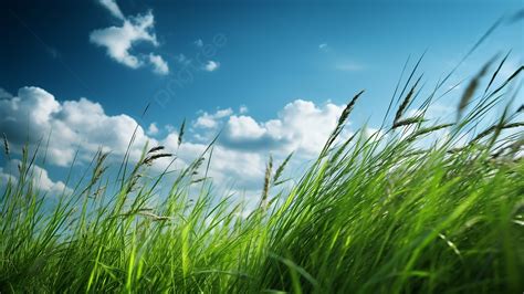 Green Grass Spring Background Grass Natural Greenery Background Image And Wallpaper For Free