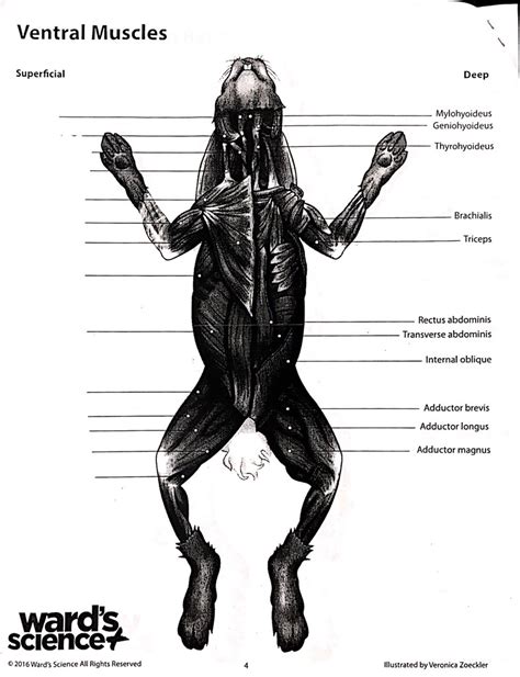 Anatomy And Physiology Honors Ventral Muscles Pt Diagram