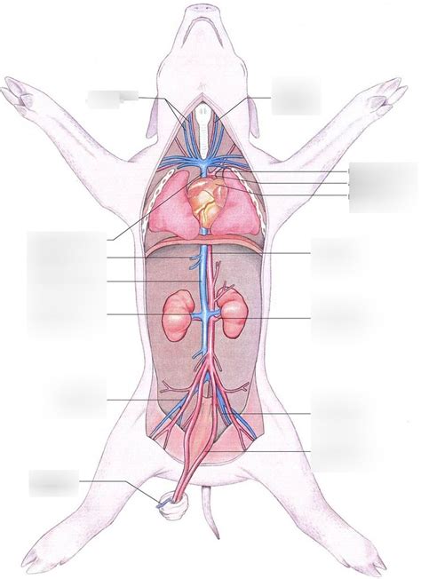 Fetal Pig Circulatory System 3 Diagram | Quizlet