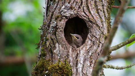 NW Bird Blog: European Starling - Nesting