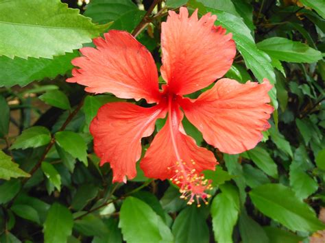 Punta Cana Flower in Rose Garden