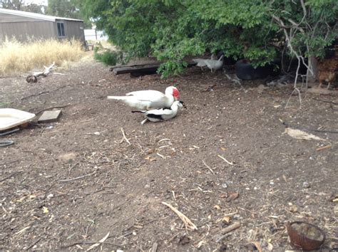 My drake mating with a duck! | BackYard Chickens - Learn How to Raise ...