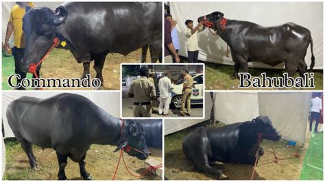 Chappal Bazar Laddu Yadav Sadar Special Bull Commando From