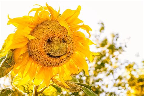 Lachende Sonnenblumen