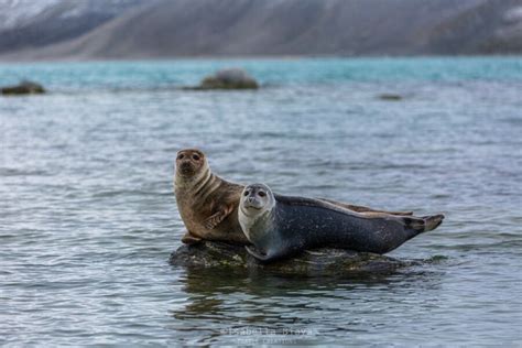 29 most popular Animals in Norway