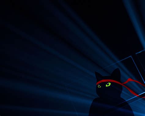 Ninja Cat Wallpapers - Top Free Ninja Cat Backgrounds - WallpaperAccess