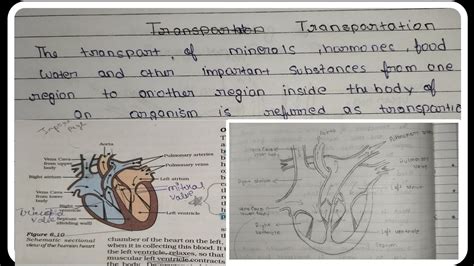 Life Process Notes Part 3 Transportation All Part Class 10