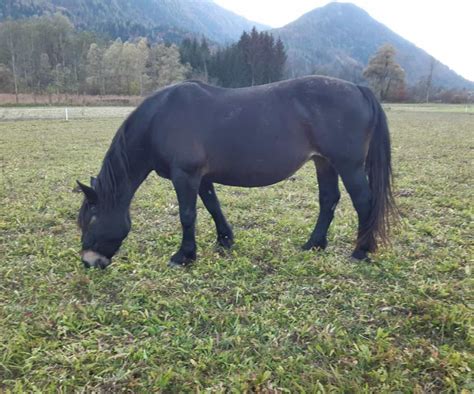 Bianca Noriker Stute Dunkelbraun Pferd Austria