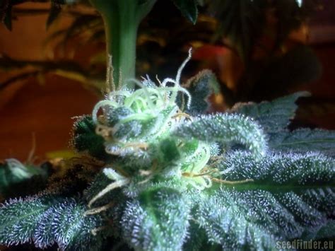 Kushberry DNA Genetics Seeds Hanfsorten Galerie