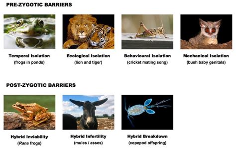 D2 Species And Speciation Bioninja