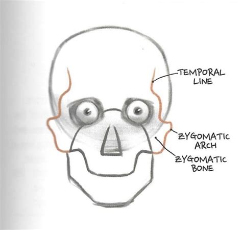 JH Stonehouse Anatomy How To Draw A Face How The Eyes Fit In The Skull