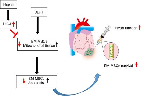 Transplantation Of Haeminpretreated BMMSCs Dramatically Improves