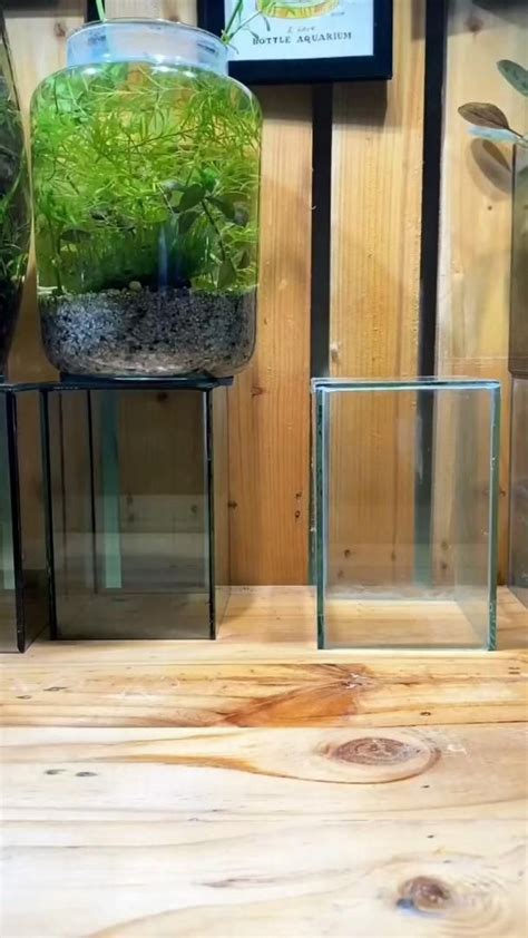 Aquarium Diy | Water garden, Water gardens diy, Beautiful terrariums