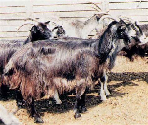 Italian Breeds Of Goats Garfagnina Or Fulva Lucchese