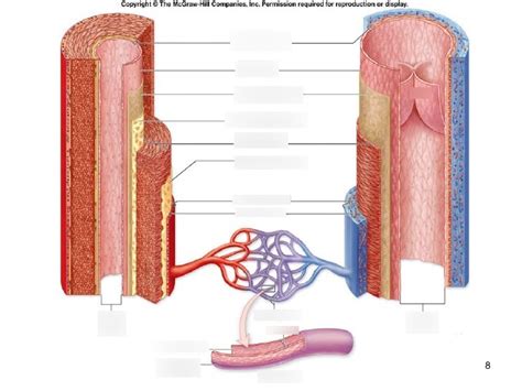 Blood Vessel Diagram Part 1 Diagram Quizlet